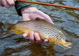 Salmon & Brown trout fishing, River Conwy