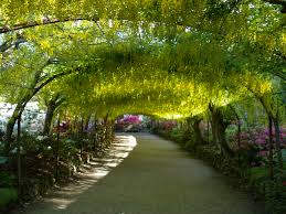 Bodnant Garden Laburnum arch